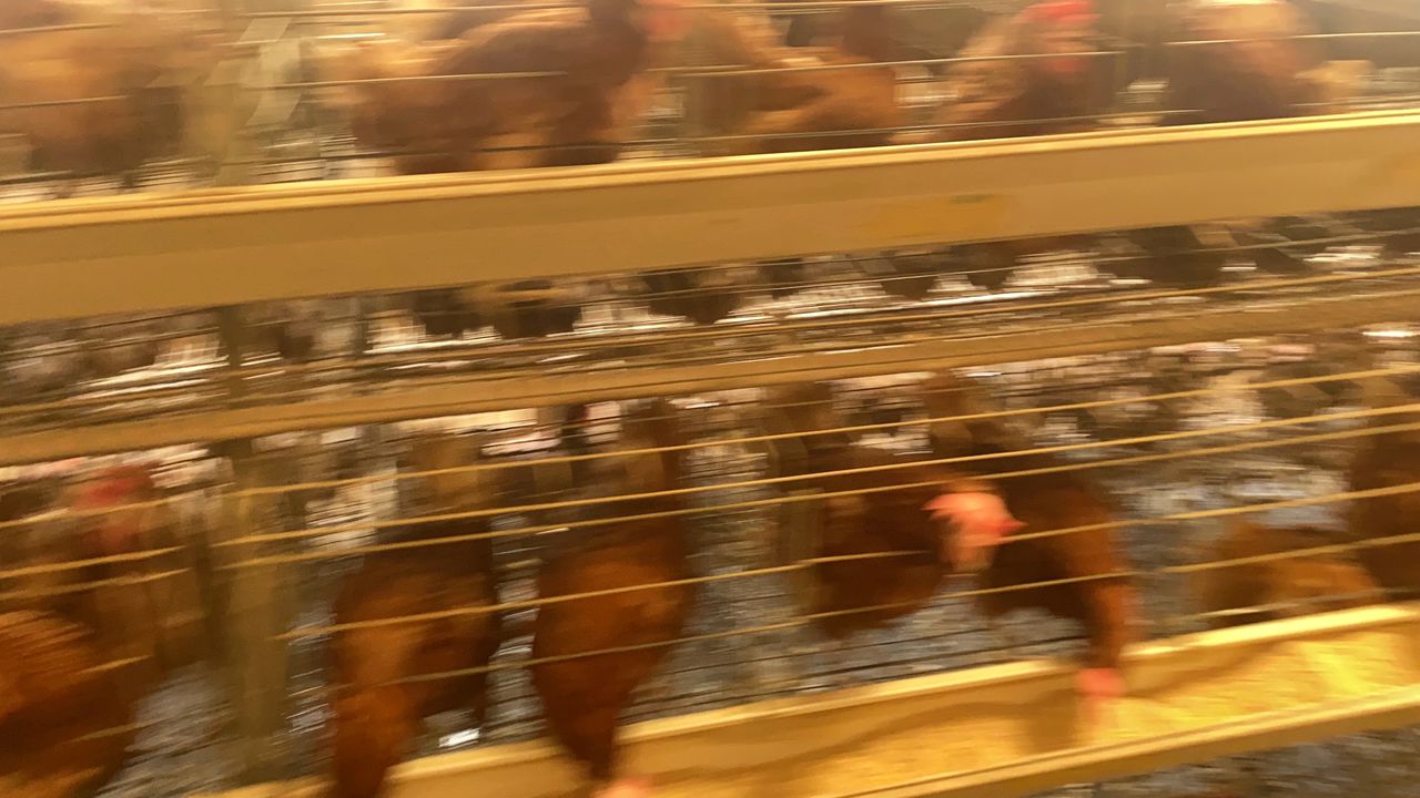 Layer birds inside the poultry house