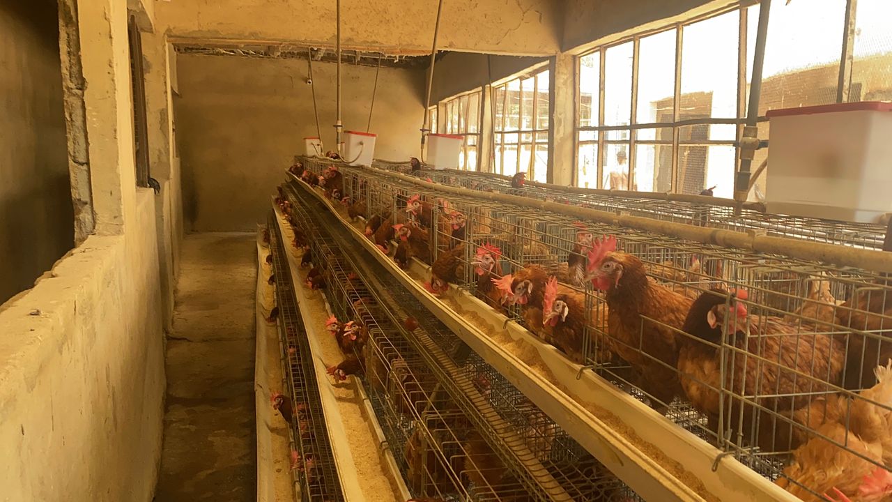 Farm movement and daily activity