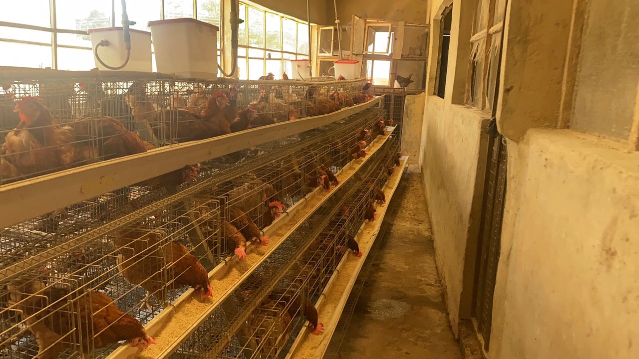 Egg sorting and storage
