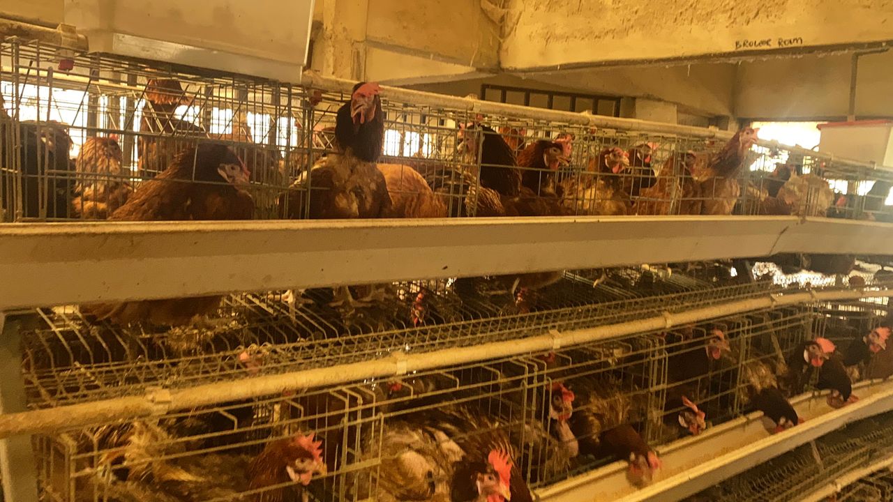 Fresh eggs prepared for supply