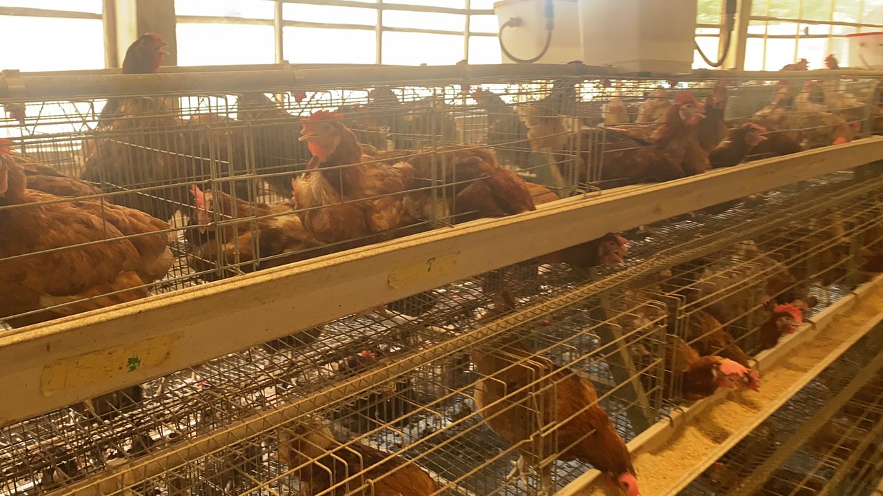 Poultry production rows