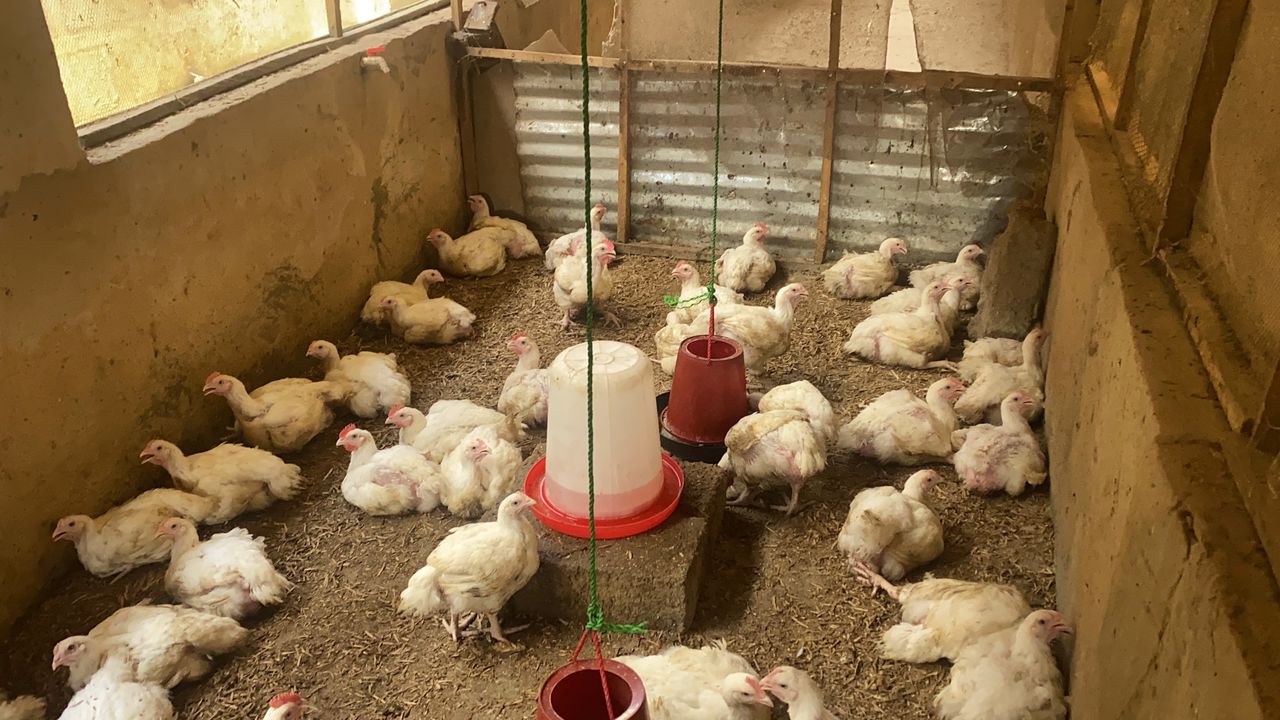 Broiler house and feeding area
