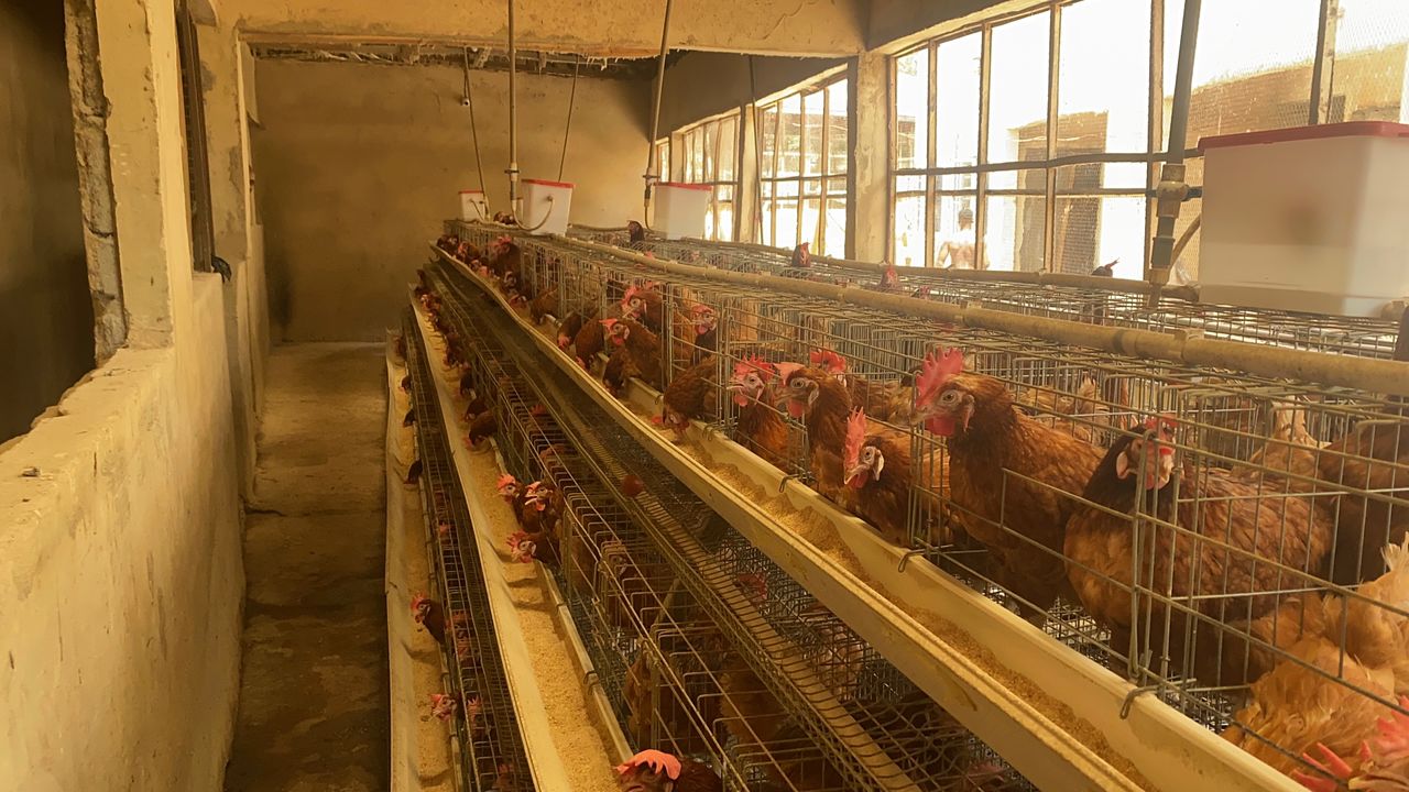 Broiler flock care