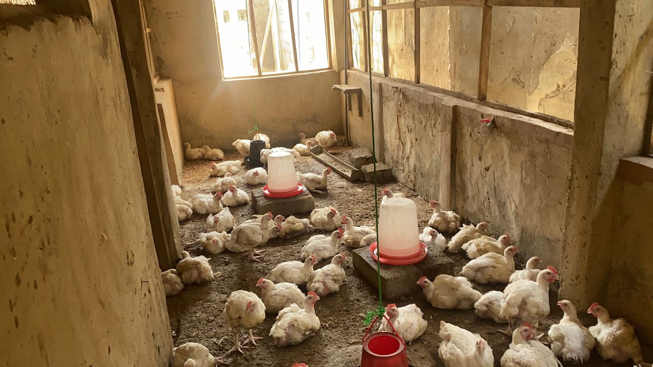 Broiler section
