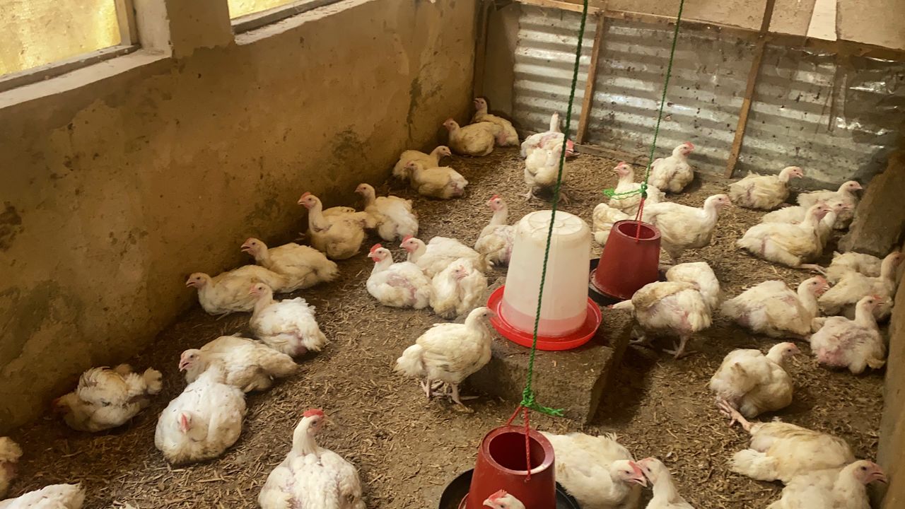 Broiler farm detail